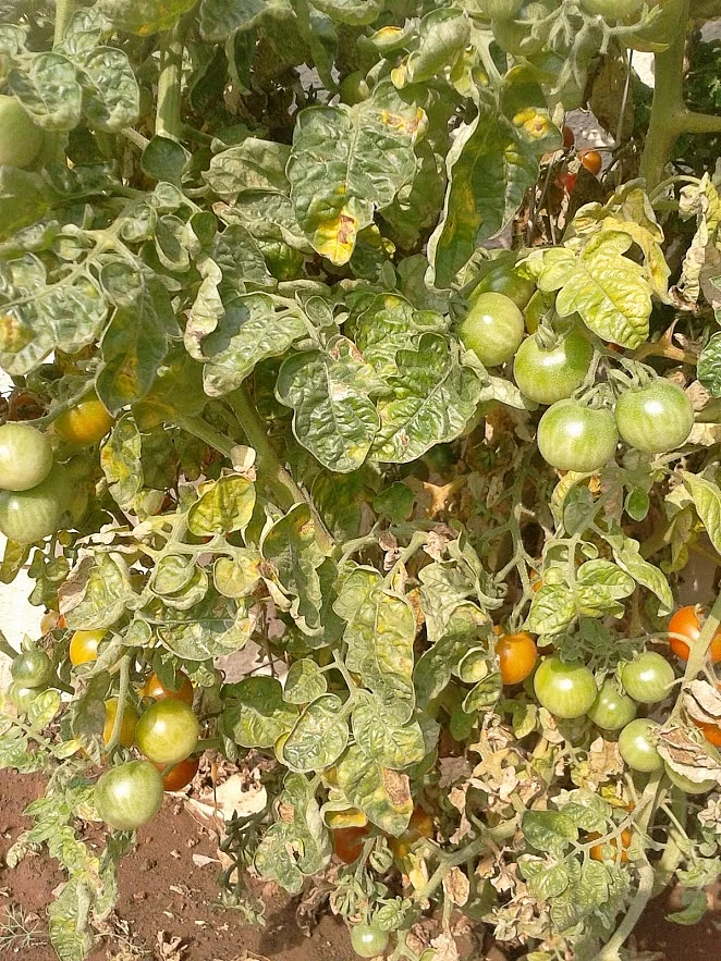 Tomatoes
