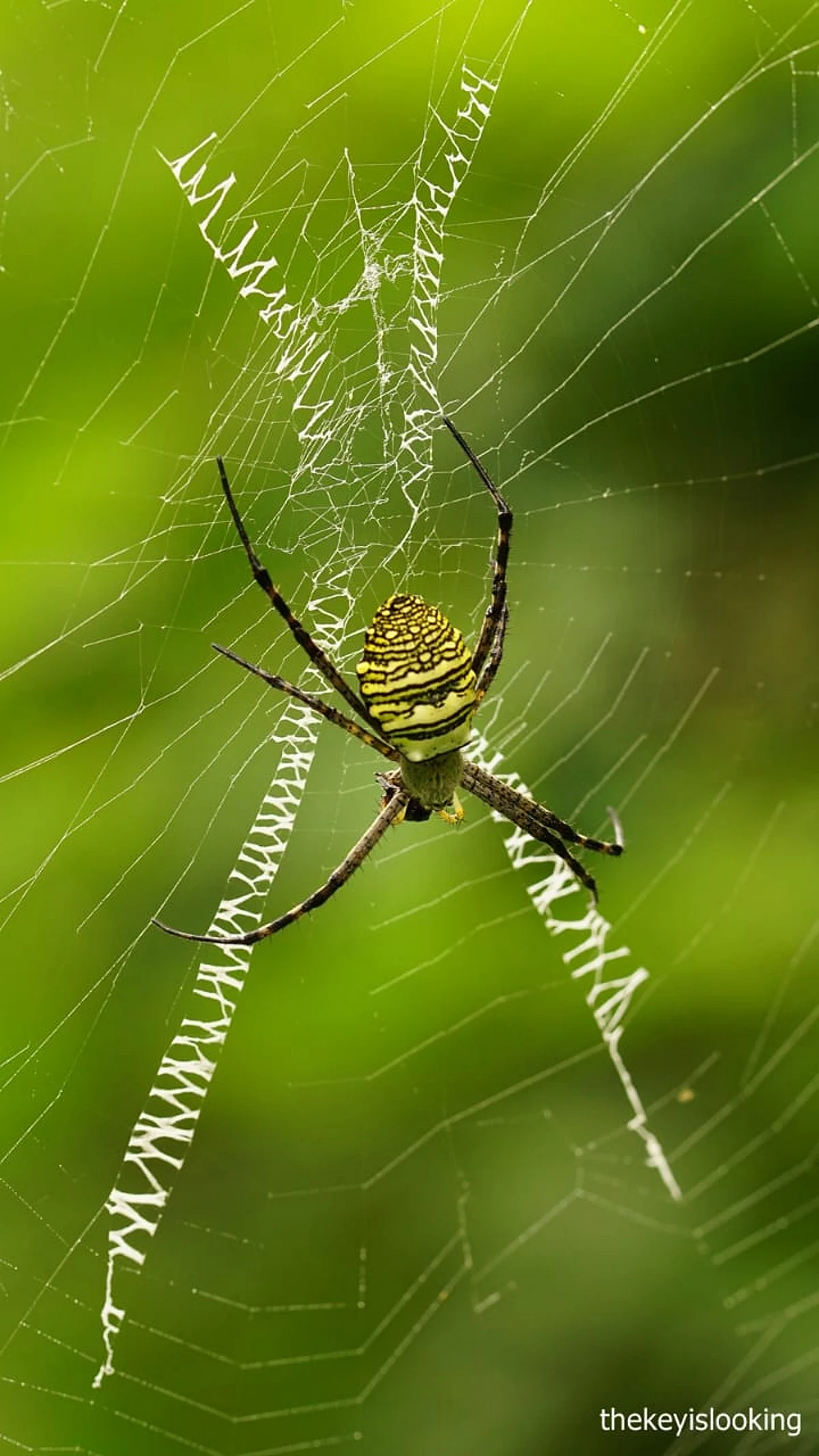 Signature spider - the Picasso among spiders