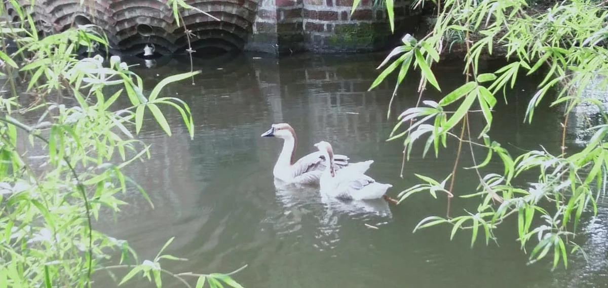 A pair of geese swimming in the water body