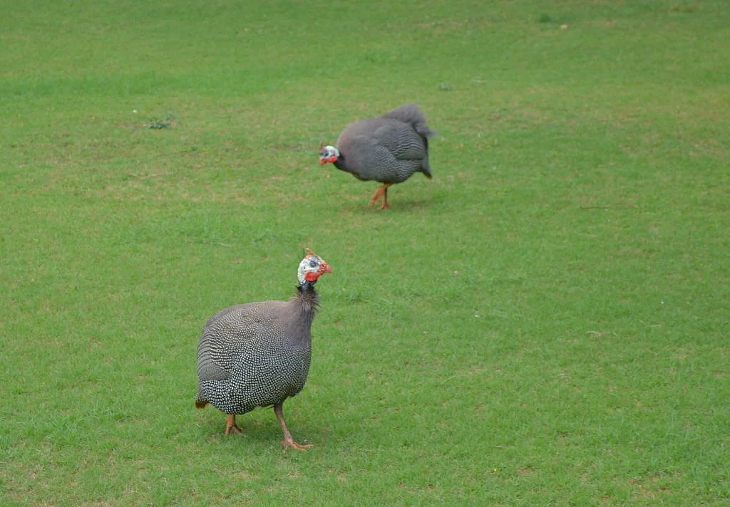 Guinea fowl