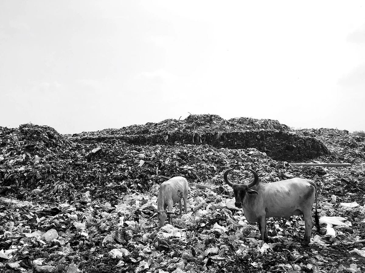 Unsegregated dry waste such as plastic, paper and cloth etc goes to the landfill