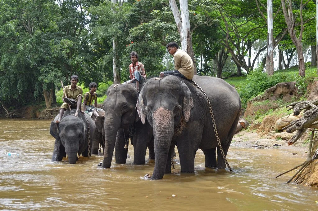 Dubare elephant camp