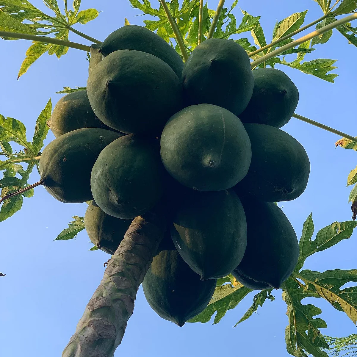 Fruit as sweeet as jaggery