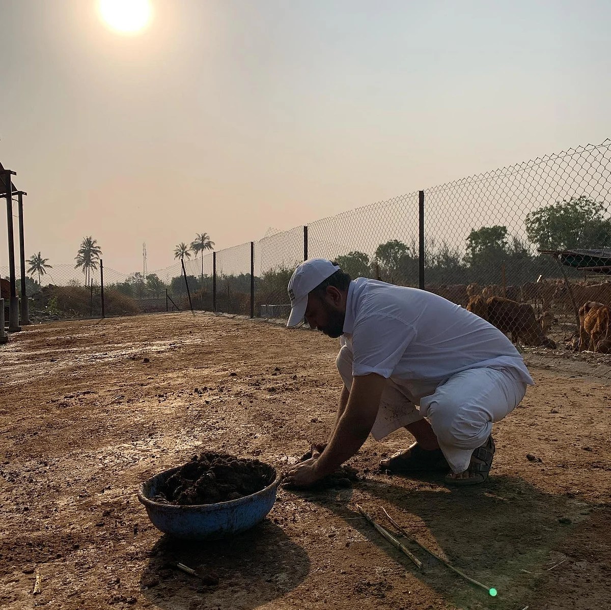 Collection of dung is an essential part of the daily routine at the farm