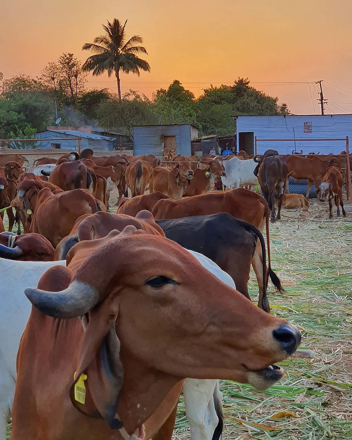 Gir cows at the farm
