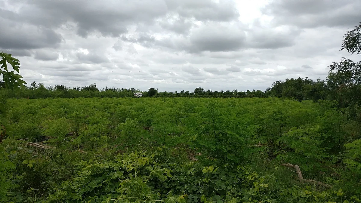 Acres of green - the fields in Bhodani village