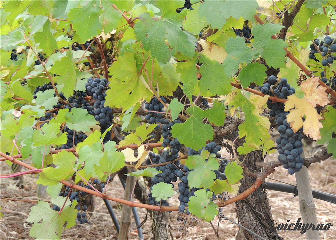 Vines laden with bunches of black grapes in the vineyards of Nashik
