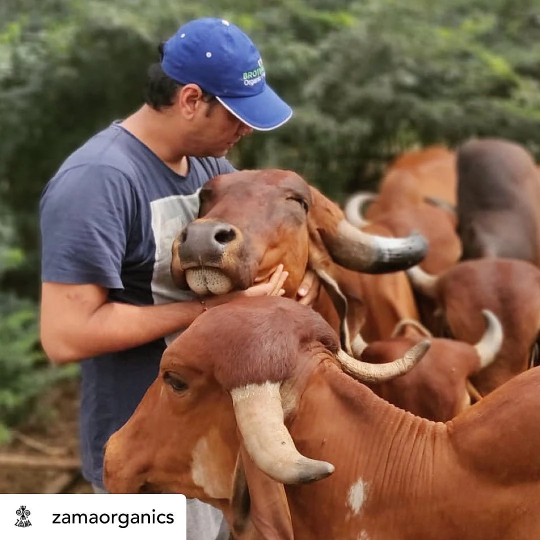 Ajinkya Hange with the cows