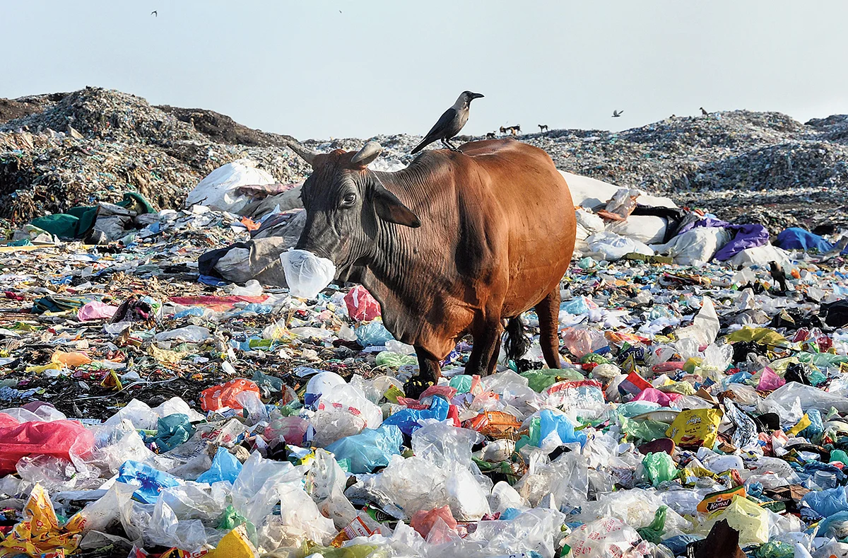 Cow consuming polythene bags, while scavenging food