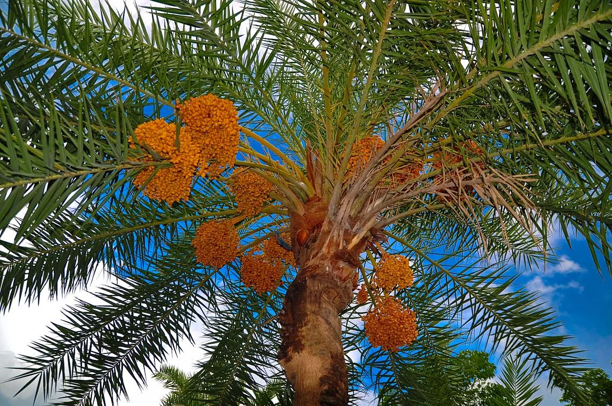 Exploring Oman through food