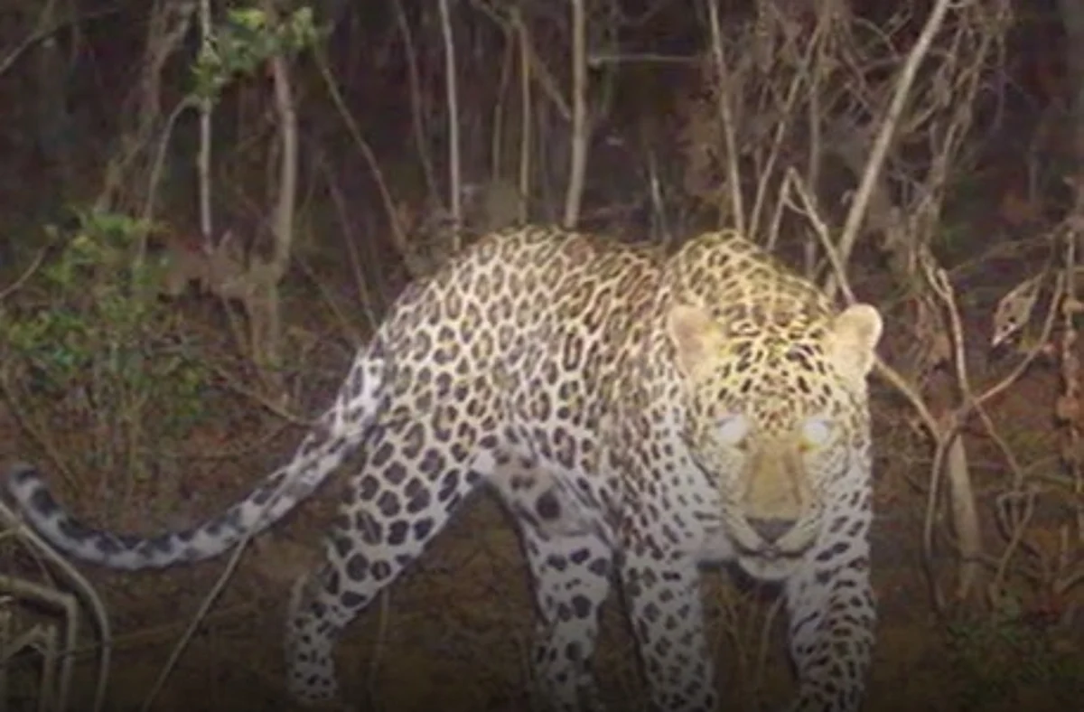 Leopard kills Children : जम्मू-कश्मीर के बारामूला में तेंदुए ने तीन बच्चों की जान ली