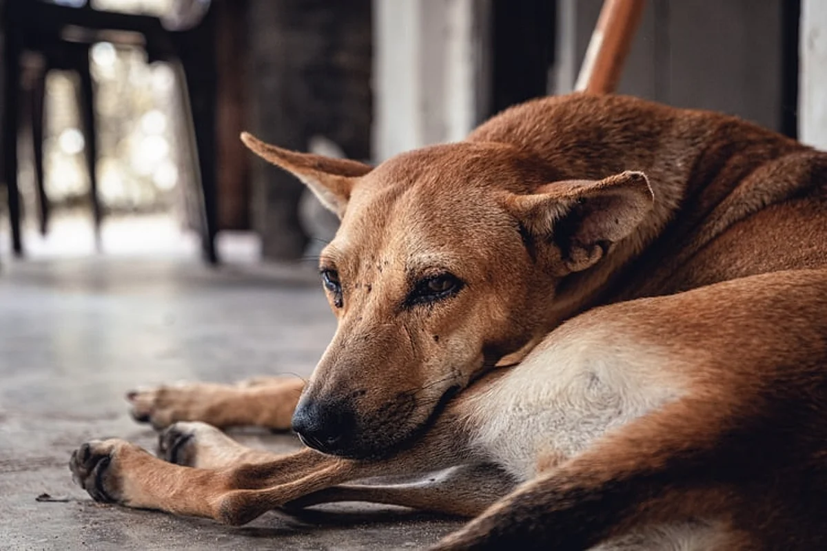मरे हुए कुत्ते को न्याय! रोड एक्सीडेंट के 8 साल बाद मुआवजे का आदेश, देश का पहला केस