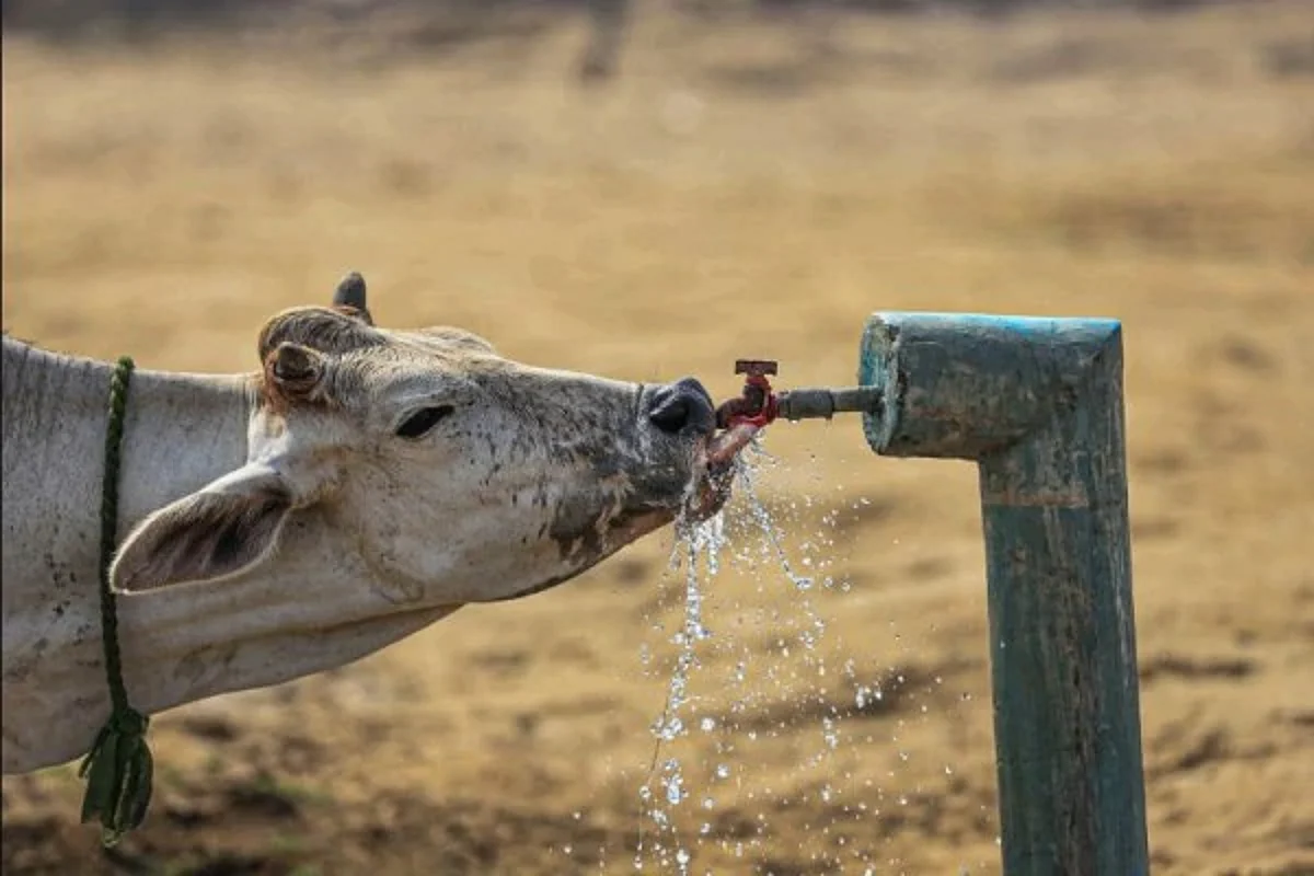 COW SLAUGHTER CASE : पहले गाय की हत्या हुई फिर कुछ ऐसा हुआ कि आप भी हैरान हो जाएंगे!