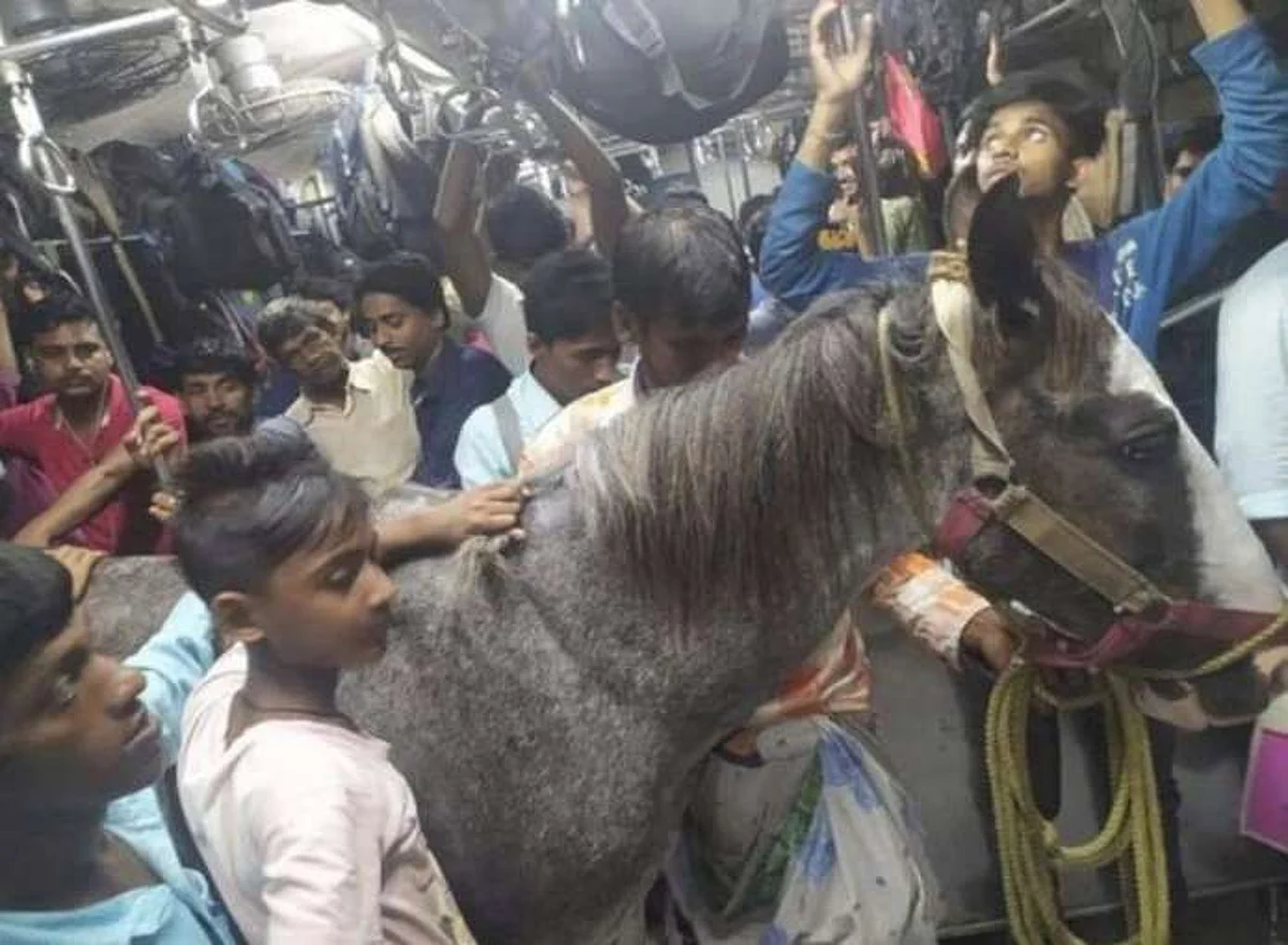 घोड़े को यात्रियों से भरी ट्रेन की सवारी कराने वाला गिरफ्तार, VIDEO हुआ VIRAL