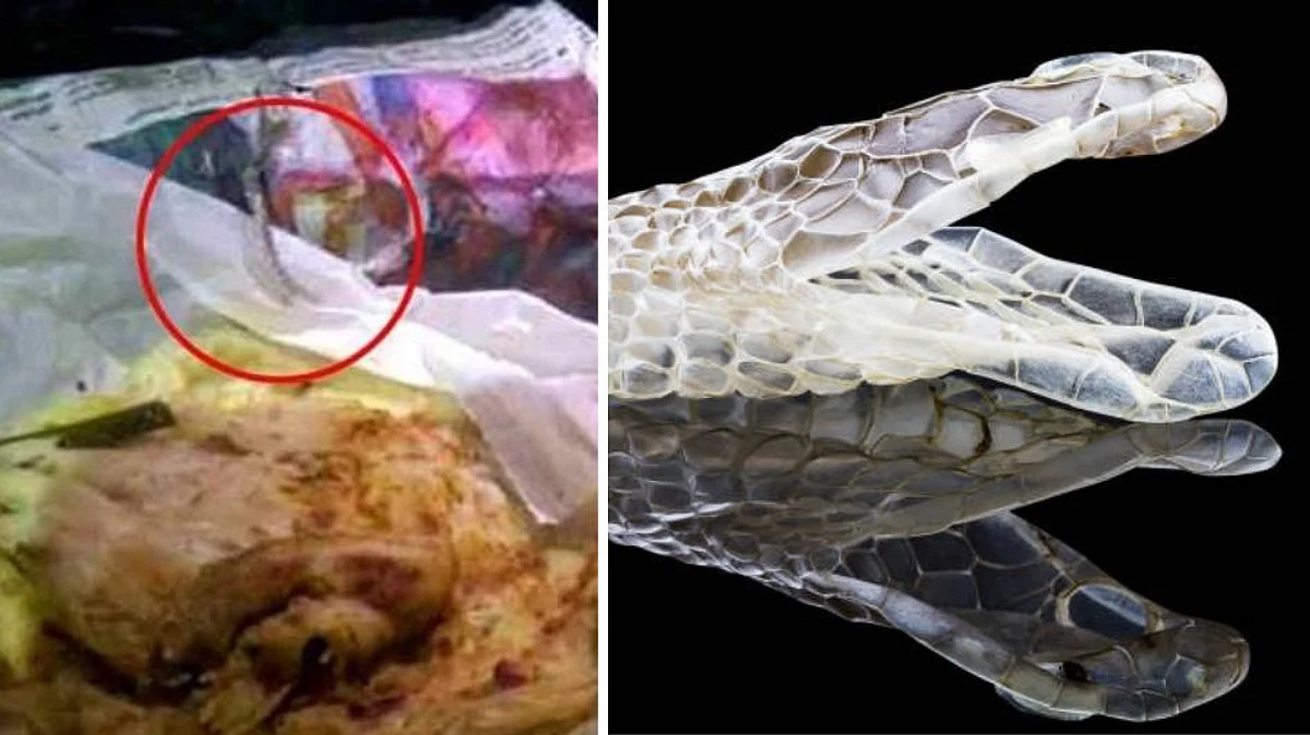 Viral News : भूख लगी तो ऑनलाइन पराठा मंगाया, खोलते ही रैपर से निकली सांप की खाल