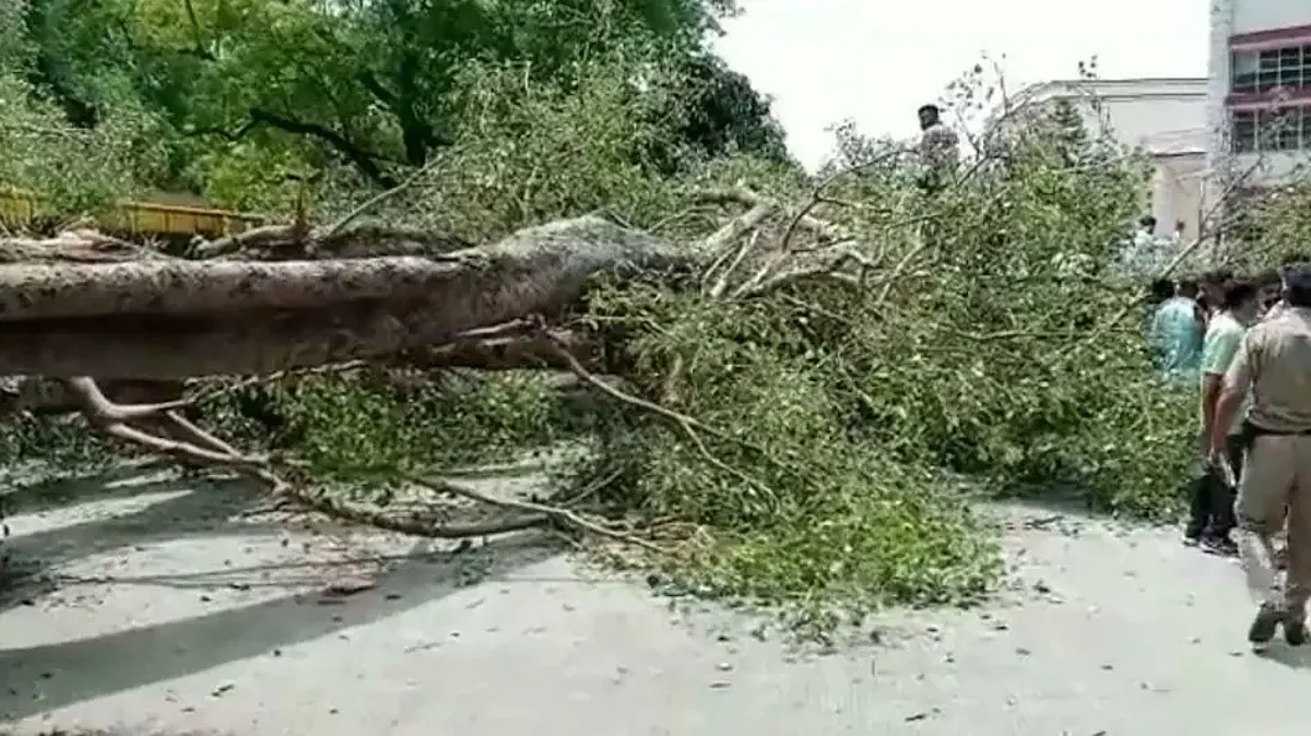 पेड़ गिरने से 1 बच्चे की मौत
