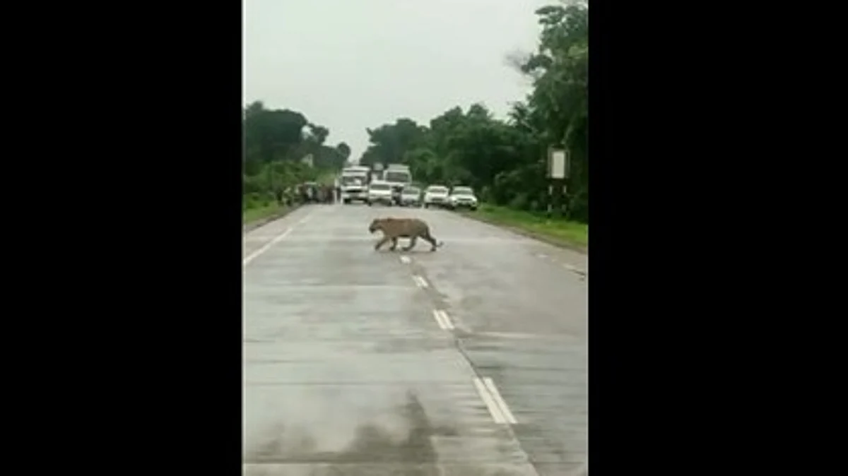 Tiger Viral Video