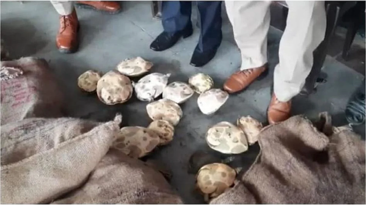 कपड़ों के गट्ठर में छिपा रखे थे 520 कछुए