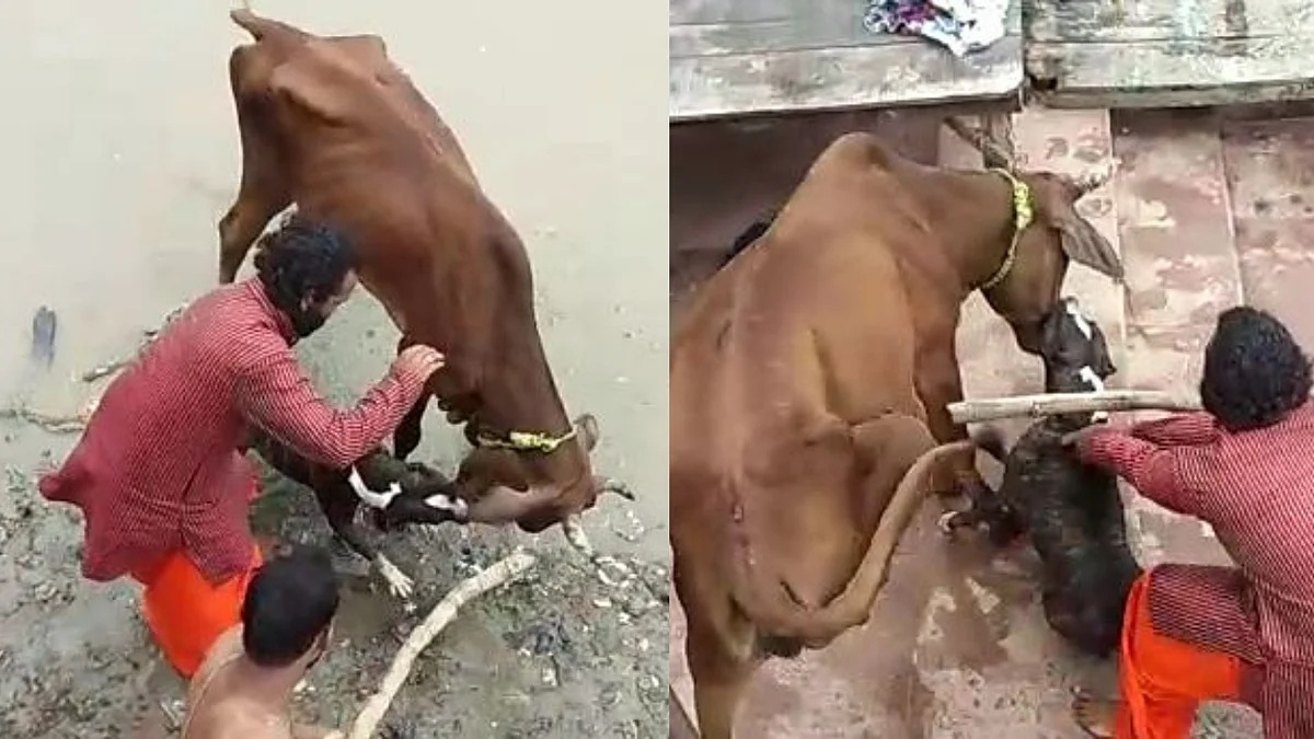 पिटबुल का गाय पर हमला