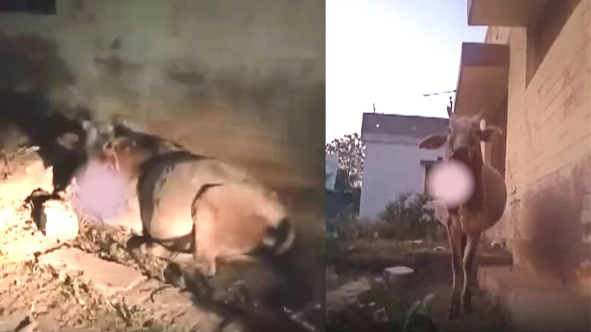 गाय के मुंह में फोड़ा बम