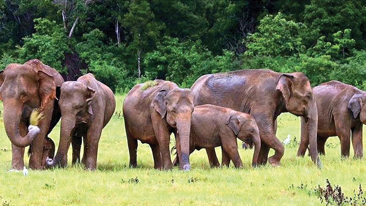 जङ्गली हात्तीको त्रासमा बाहुनडाँगी