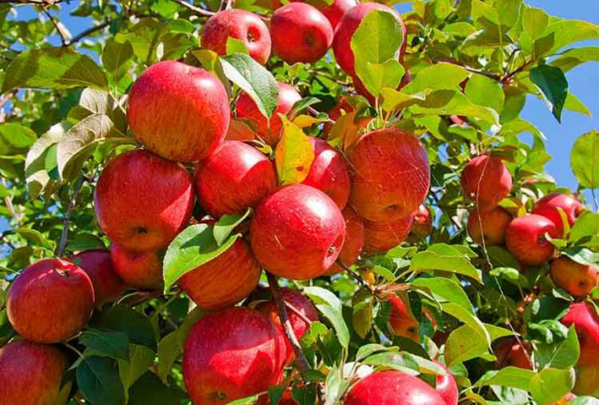 जुम्लामा स्याउको उत्पादक बढ्यो