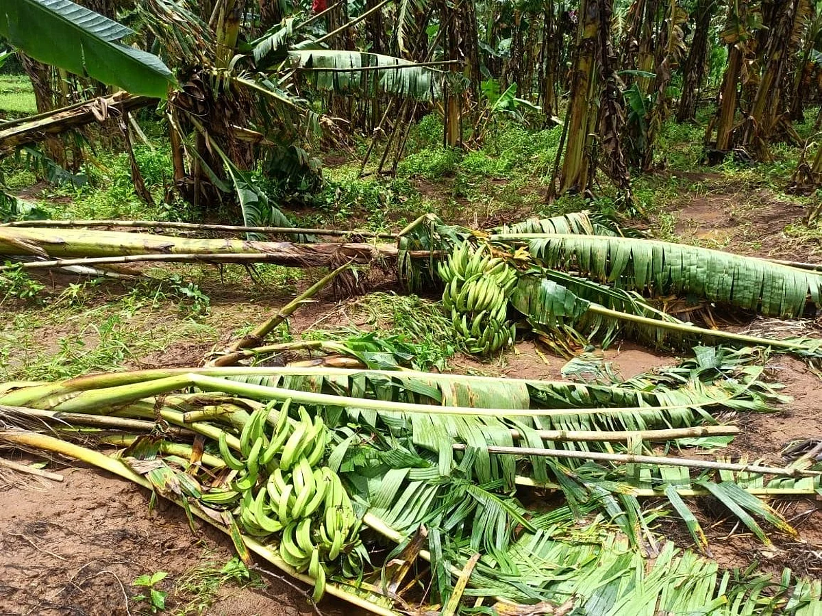Goa: पेडणे तालुक्यात ३० लाखांचे नुकसान