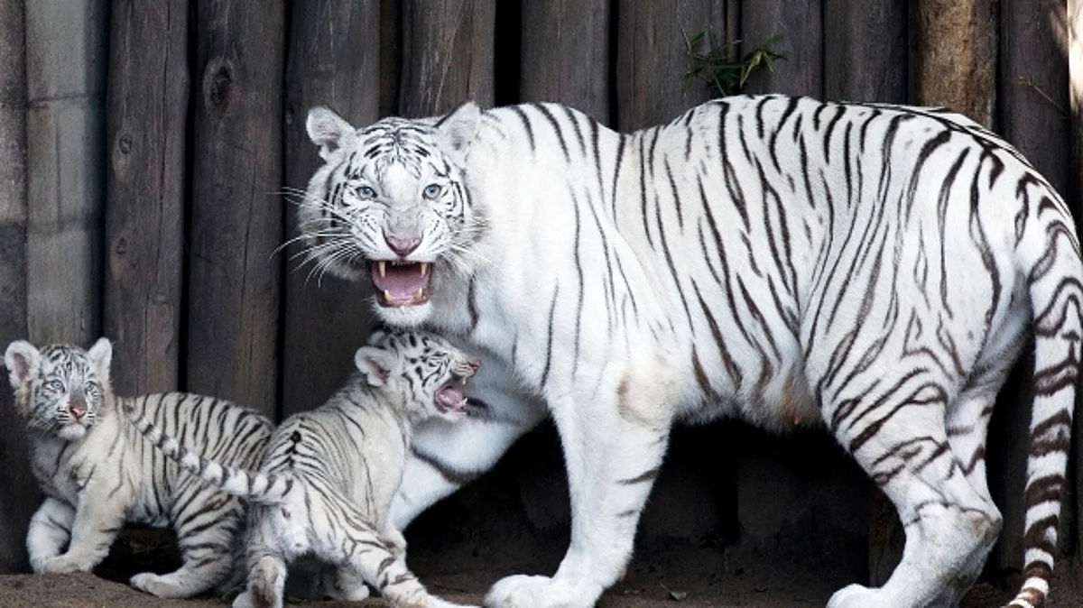 International Tiger Day 2021: पांढऱ्या वाघाची कुळकथा