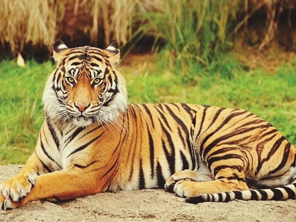 Goa: वन्यजीव रक्षणासाठी संघटित प्रयत्नांची गरज