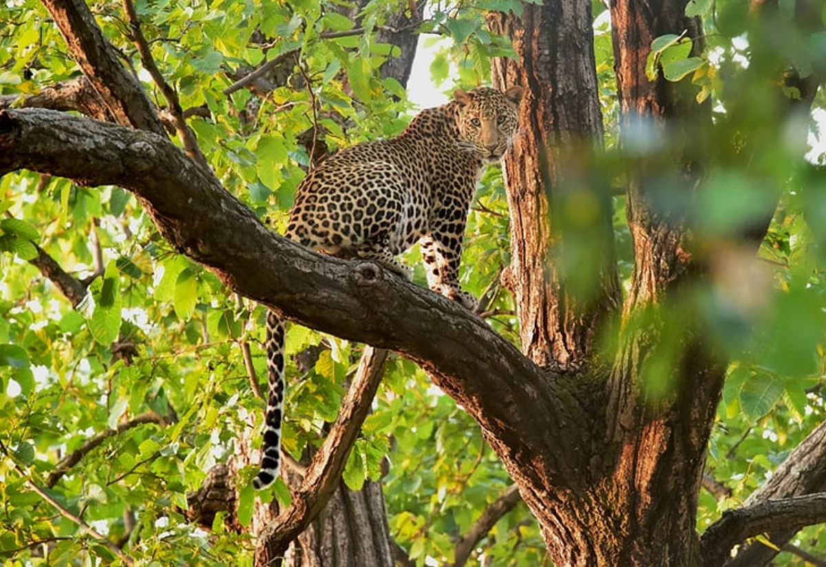 Goa: राज्यात जंगल कॉरिडॉरची गरज