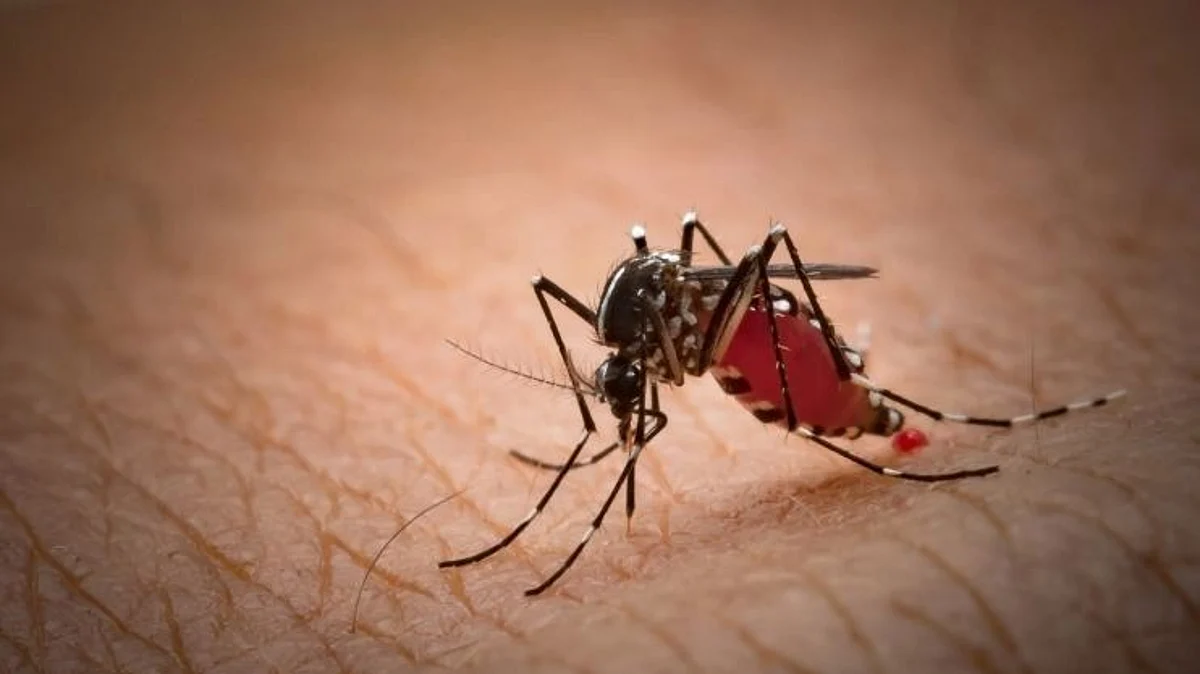 Chikungunya and Dengue Patients in goa