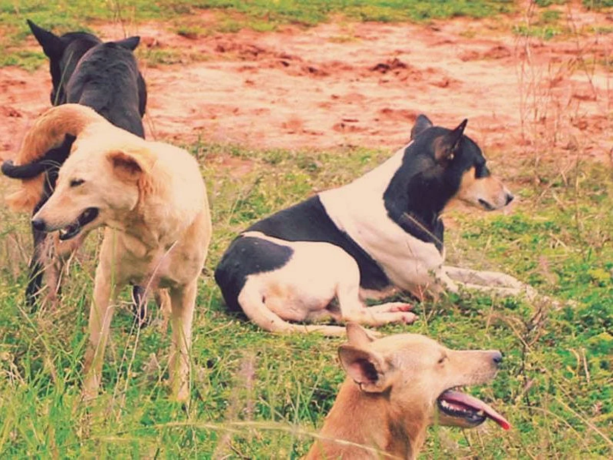 Goa: आमोण्यात भटक्या कुत्र्यांचा उपद्रव