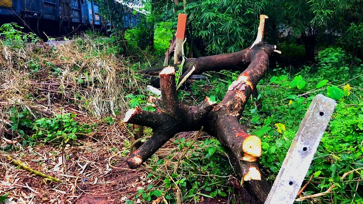 वाघेरीवरील बेकायदा जंगलतोड रोखली