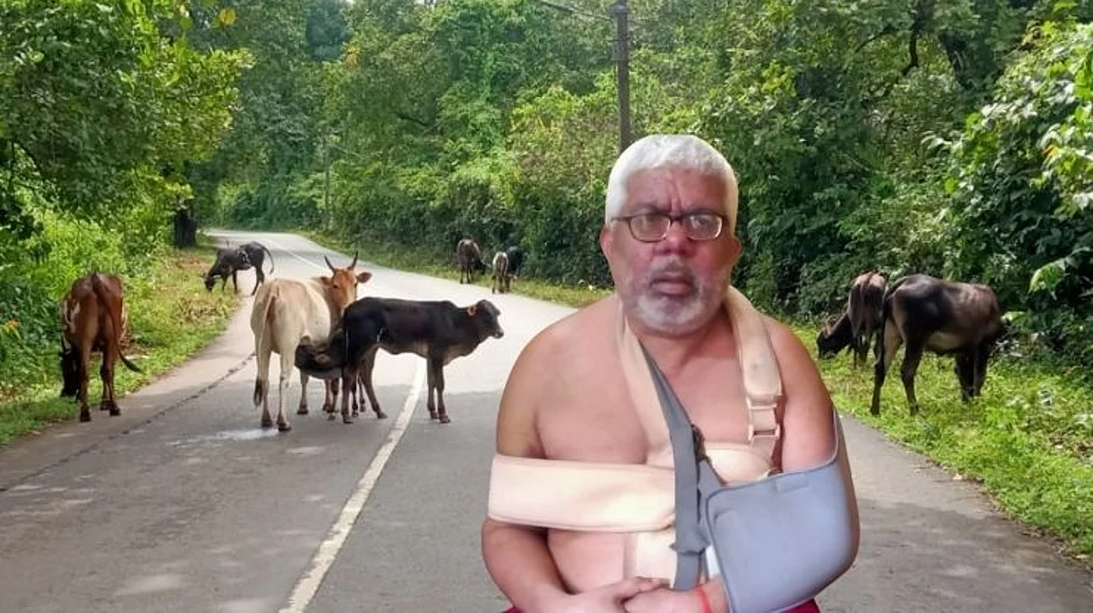 Goa: गुरांच्या हल्ल्यात हॉटेलमालक जखमी
