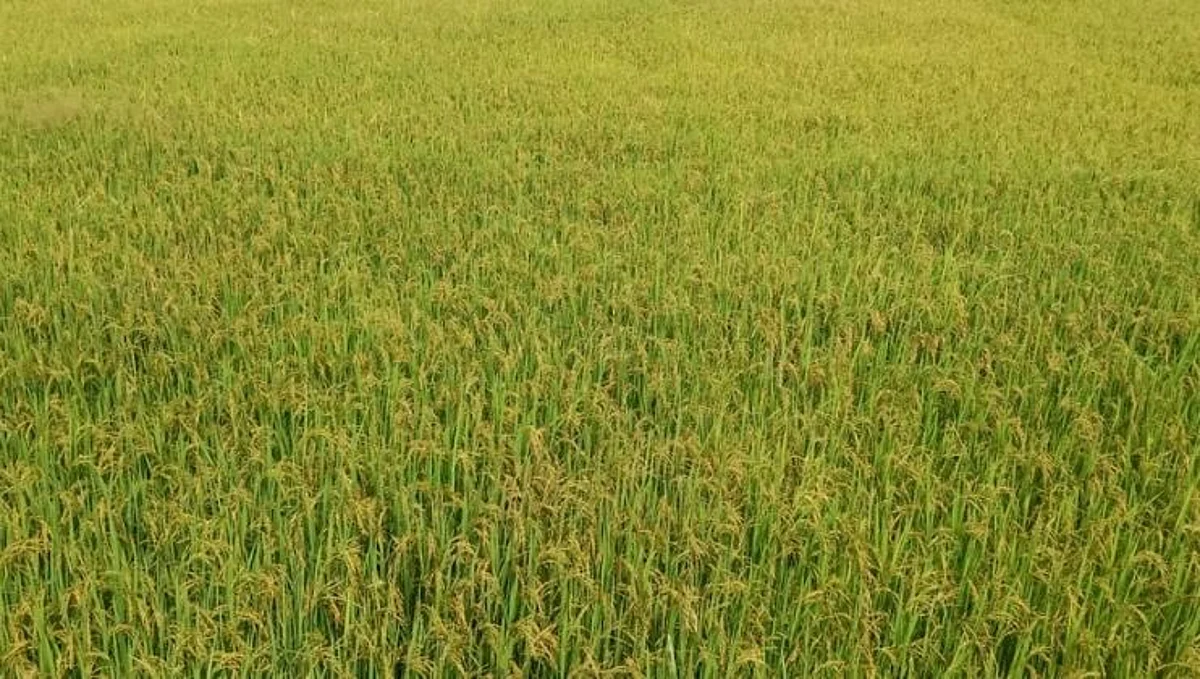 डिचोलीत पावसाचा कहर, जनजीवन झाले विस्कळीत