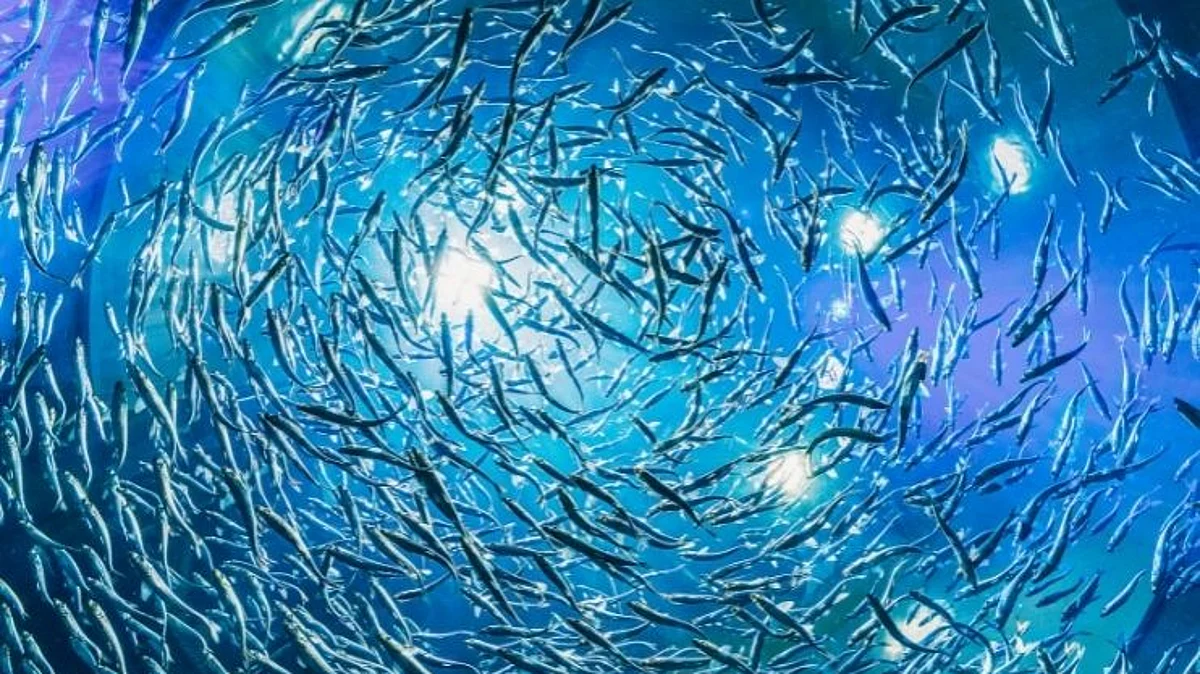 Gambusia and Guppy: डेंग्यु्च्या रुग्णांसाठी रामबान उपाय