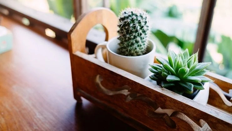 Cactus