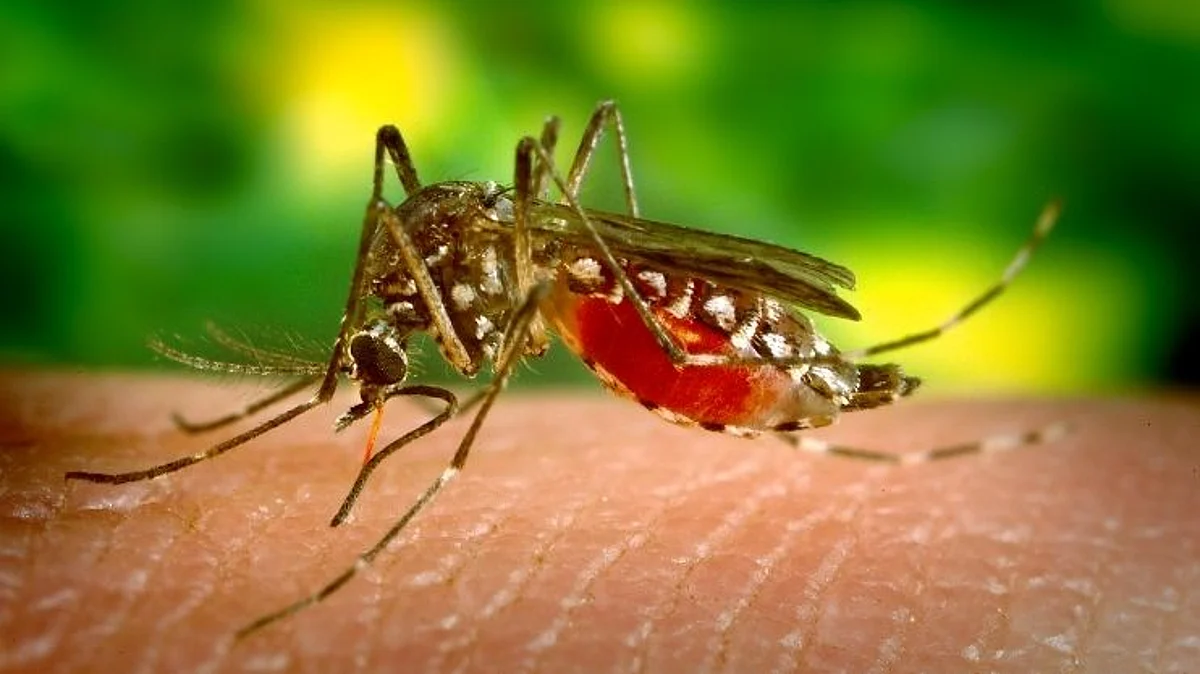 Dengue: गुनगुना रहे हैं डास, डर लगे हमे गली-गली