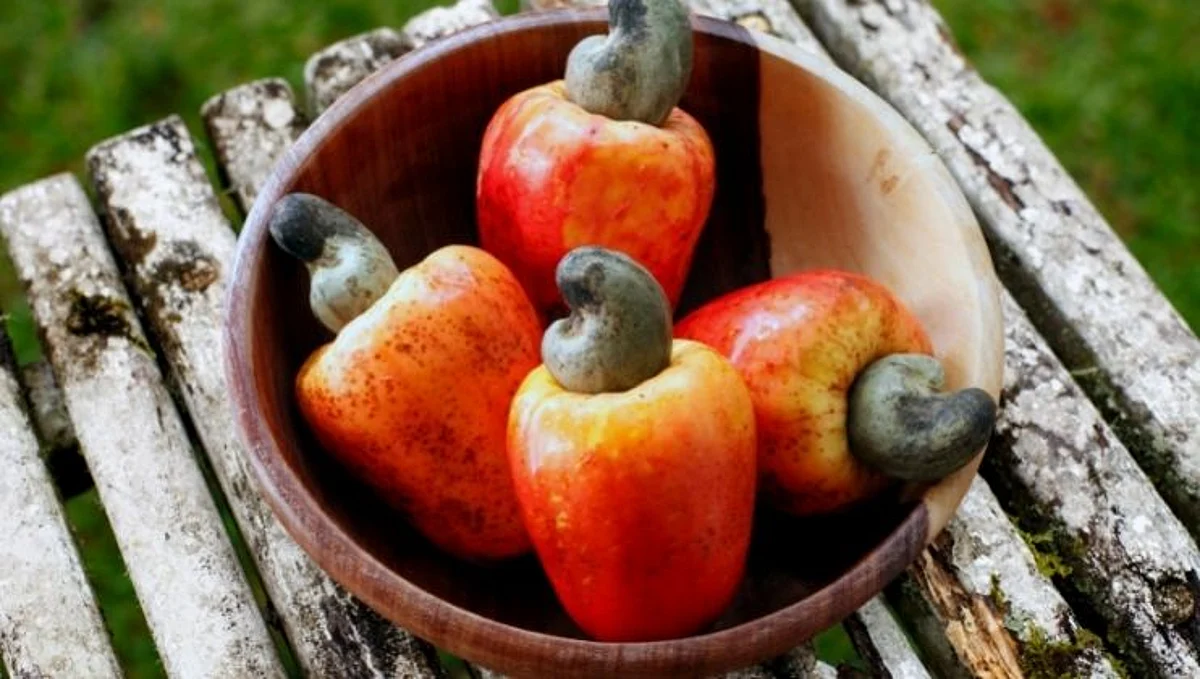Cashews चे त्वचेपासून ते डोळ्यापर्यंतचे जबरदस्त फायदे