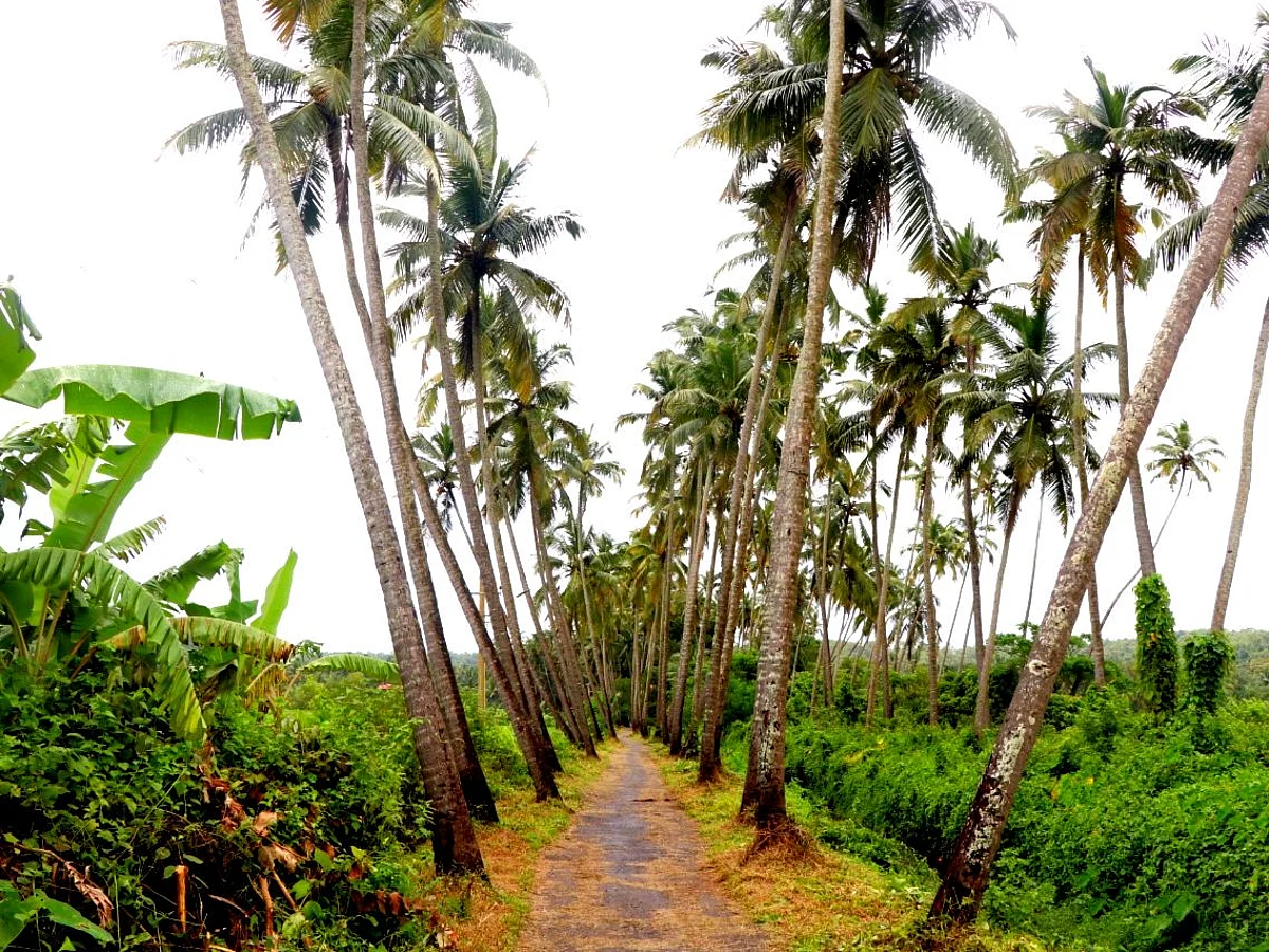 World Coconut Day: माझ्या गोव्याच्या भूमीत... गड्या नारळ मधाचे...
