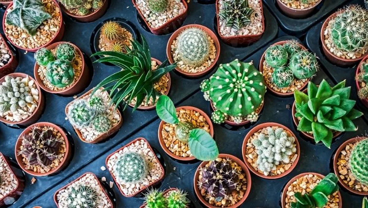 Vastu Tips: घरात काटेदार झाडे लावल्यास
उद्भवू शकतात आर्थिक समस्या