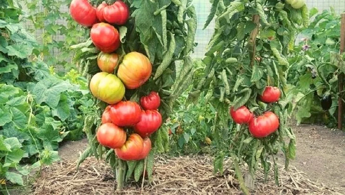 अजबच! आदीवासी मुलांची अनोखी शक्कल; वांग्याच्या झाडापासून टोमॅटोचे उत्पादन