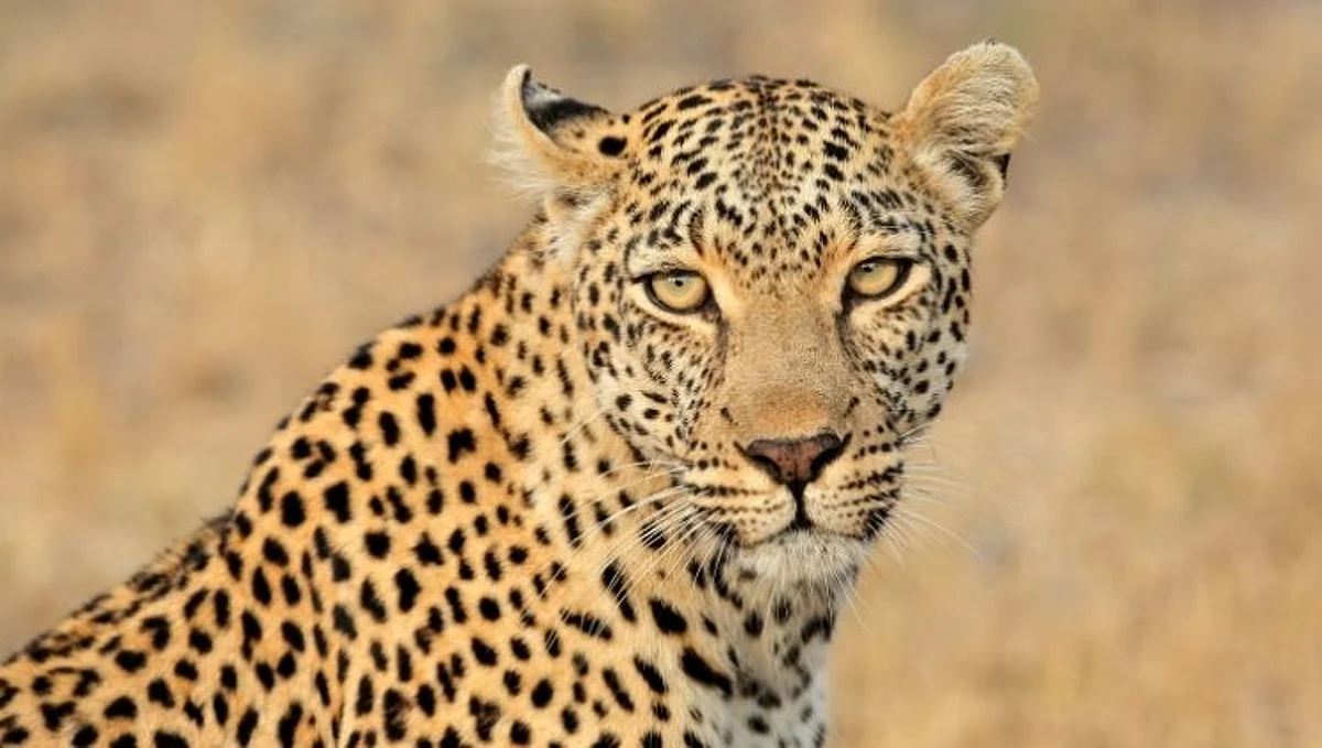 Leopard