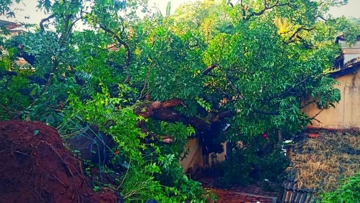 साखळीत घरावर कोसळला आम्रवृक्ष