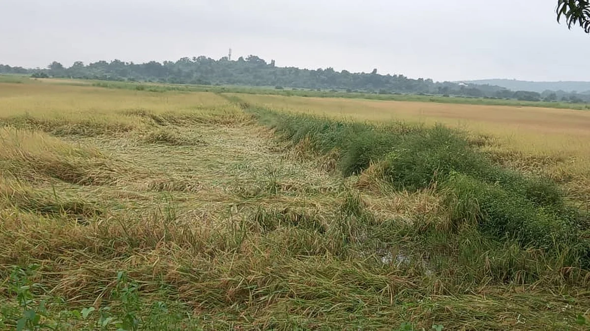 Goa Rain Updates: परतीच्या पावसाचा डिचोलीत तडाखा