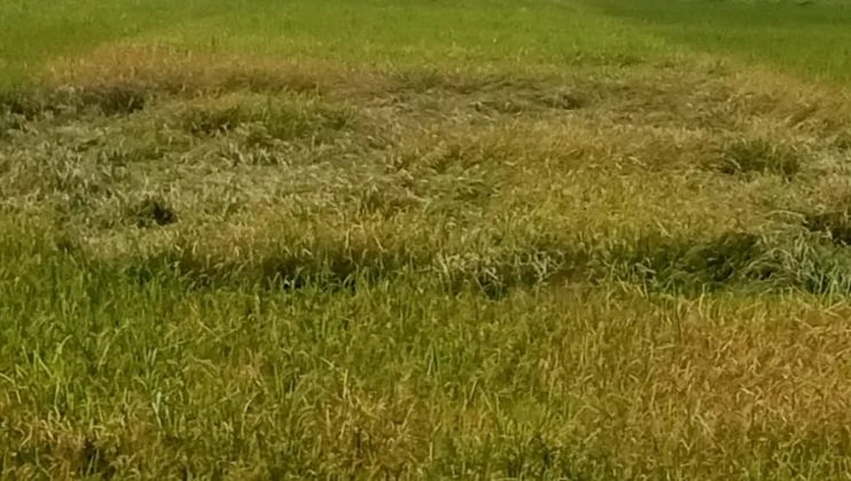 पावसाच्या तडाख्याने भातपिकाची नासाडी