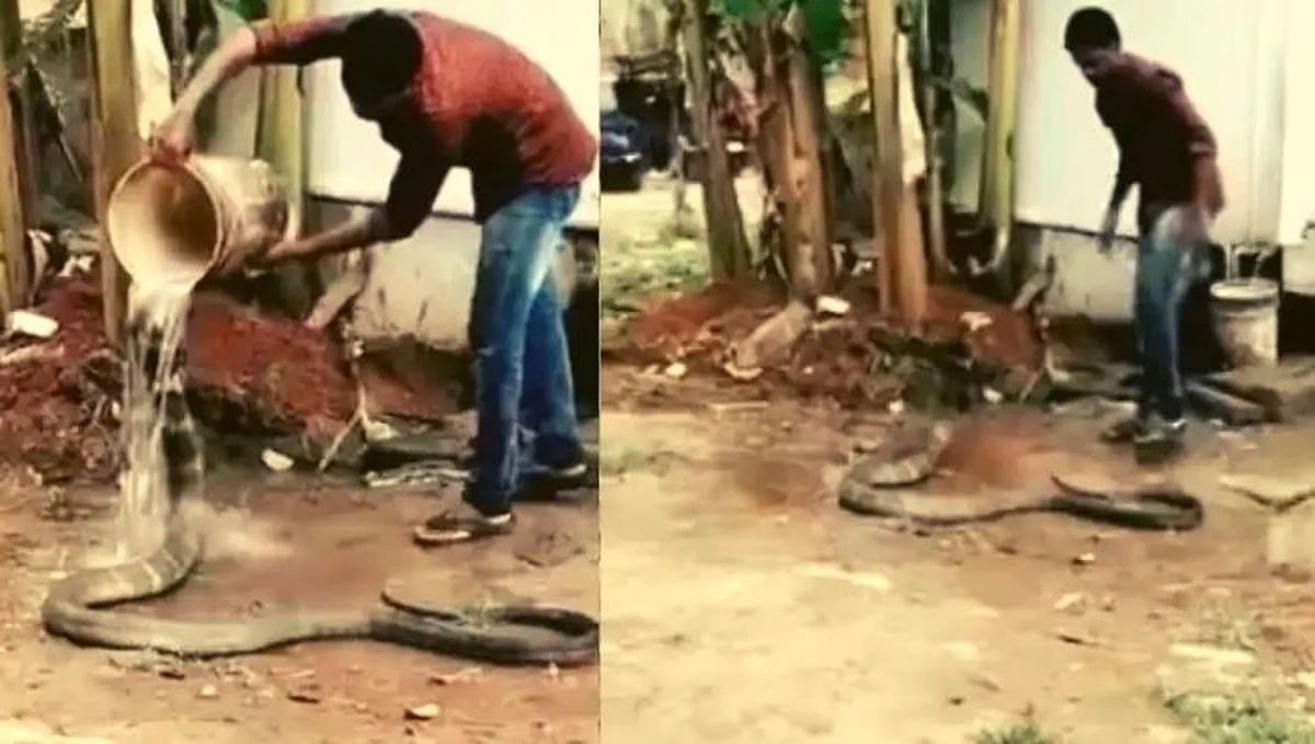 महाकाय कोब्राला आंघोळ घालणाऱ्या माणसाचा Video Viral