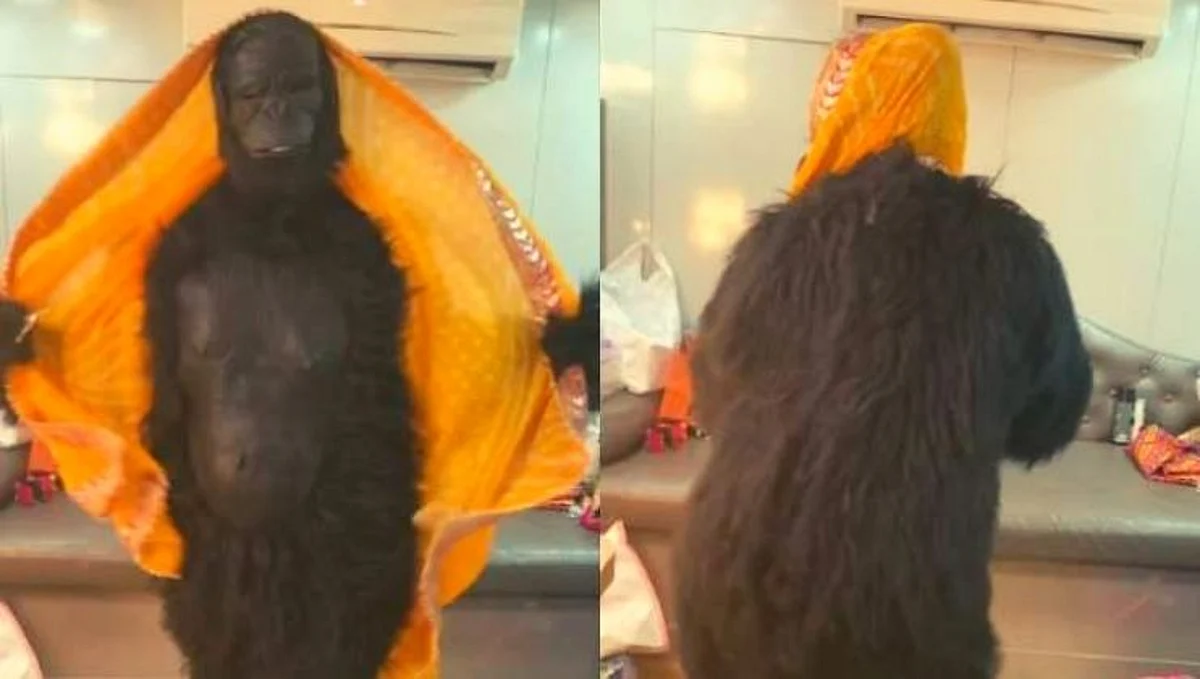 Video: ही प्रसिद्ध अभिनेत्री बनली 'गोरिला' आणि 'चोली के पीछे' गाण्यावर केला डान्स