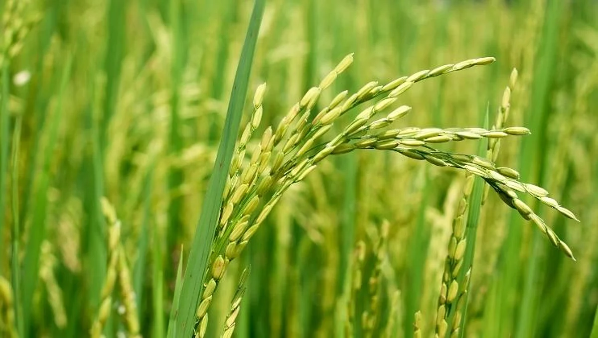 ICAR निर्माण करणार क्षार-प्रतिरोधक तांदळाच्या जाती