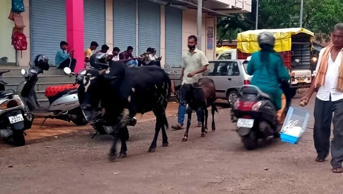 आता मोकाट गुरांची होणार गोशाळेत रवानगी..!